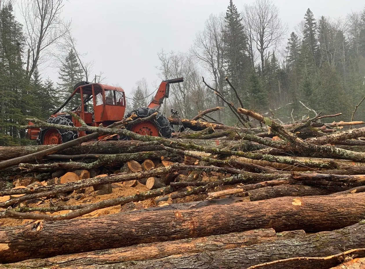 Billes empilées sur un chantier de coupe avec la débusqueuse Timberjack en arrière-plan